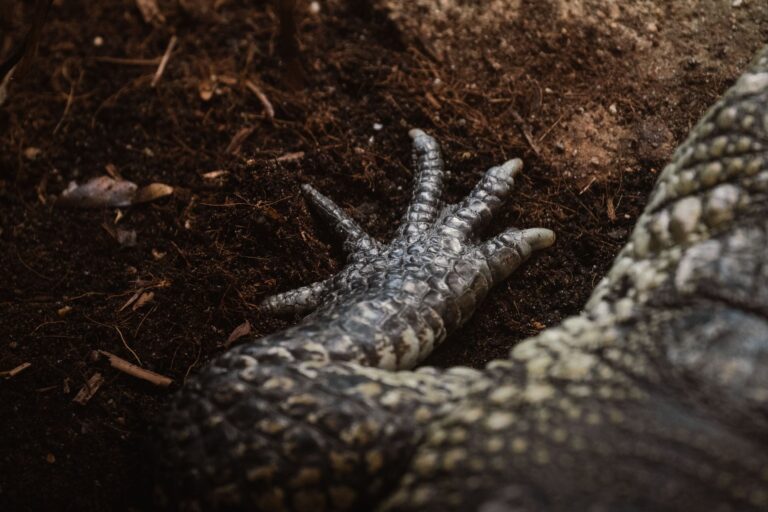 Debunking 7 Common Myths About Grounding and Earthing Science - groundinge